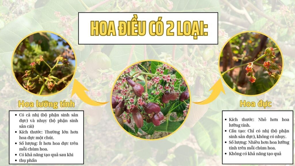 Hoa điều có 2 loại: hoa điều đực và hoa điều lưỡng tính